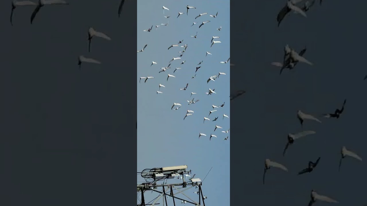 Amroha kabutar bazi Satish Khalifa ka shok #amrohakabutarbazi #fighterpigeon #pigeonlaver 