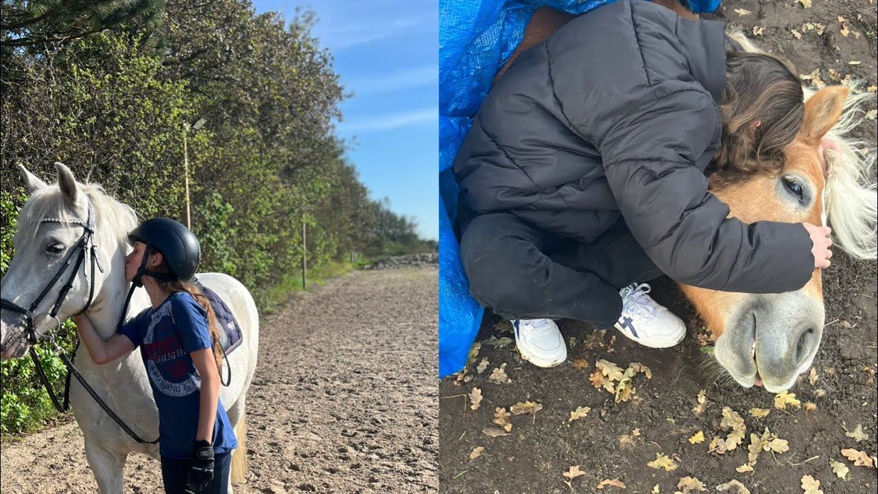 To ponyer aflivet p&aring; to m&aring;neder