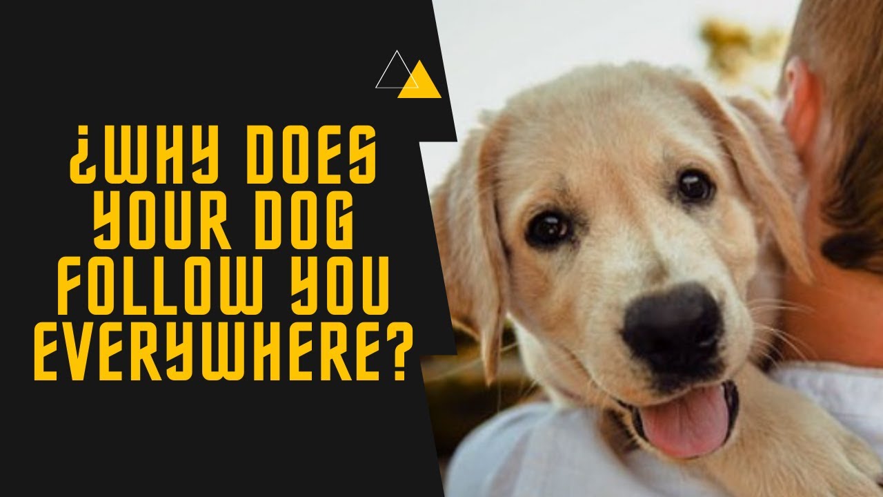😱 ¿WHY DOES YOUR DOG FOLLOW YOU EVERYWHERE?