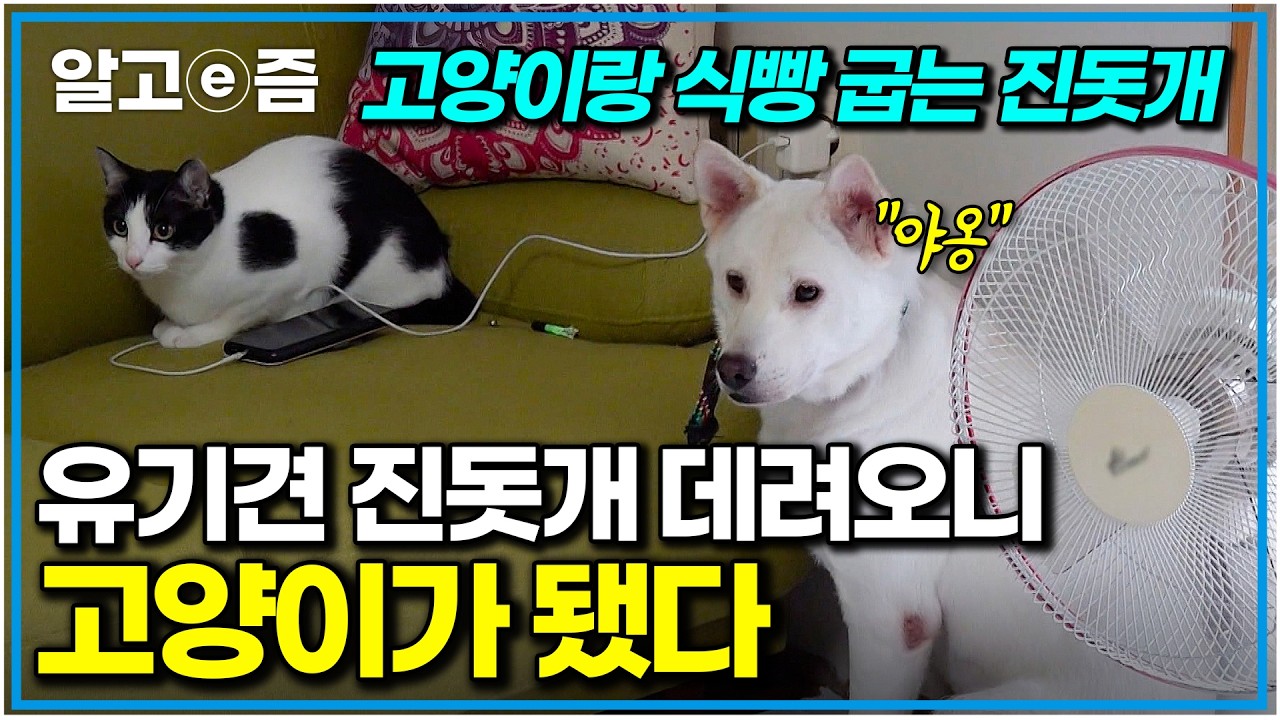 "산책만 나가면 얼어붙는" 고양이 같은 진돗개 일상? 침대 밑 붙박이견 찹쌀이의 속마음과 세상 밖으로 나올 설쌤의 솔루션｜세상에 나쁜 개는 없다｜알고e즘