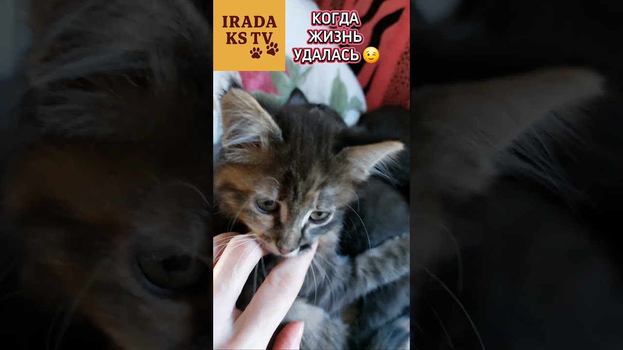 Когда жизнь удалась 😉 #веселыекоты #cat