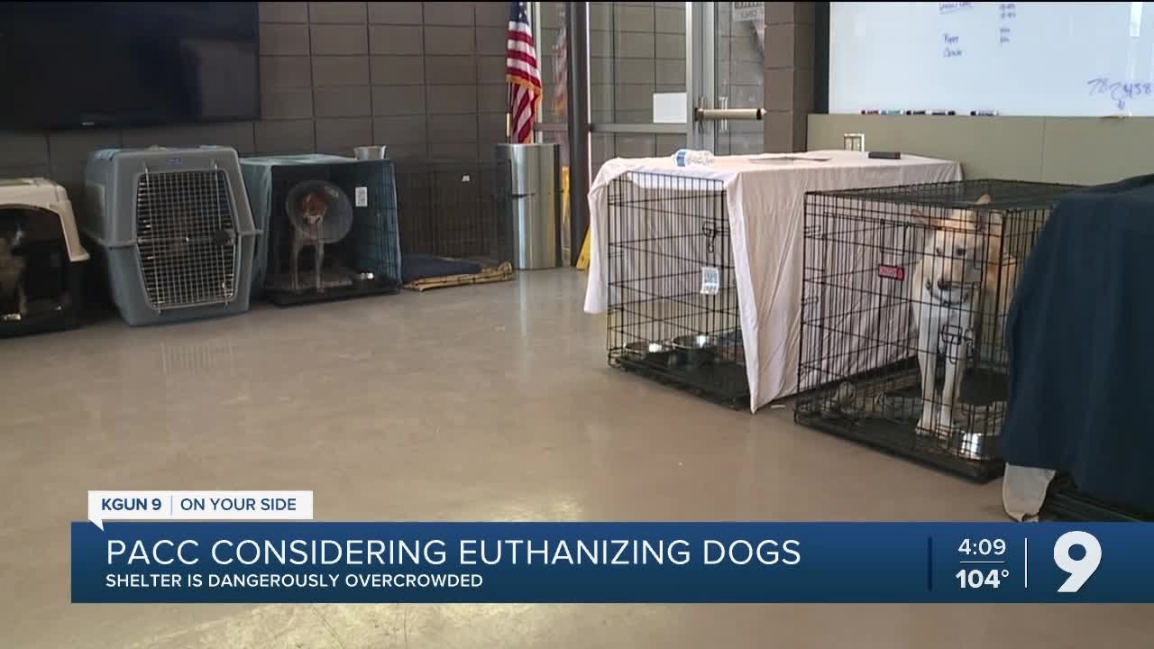 Pima Animal Care Center 'critically full' may begin euthanizing dogs
