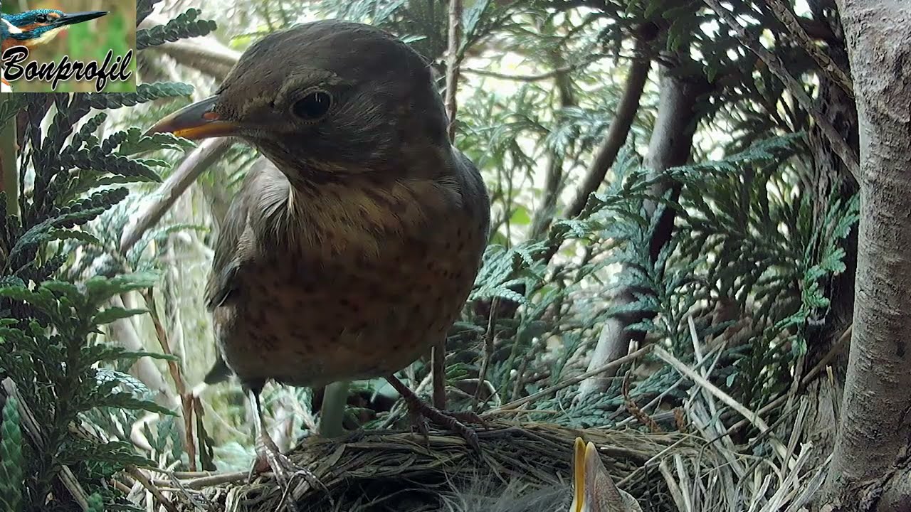Le merle noir . The blackbird's nest .( fin de l'histoire)
