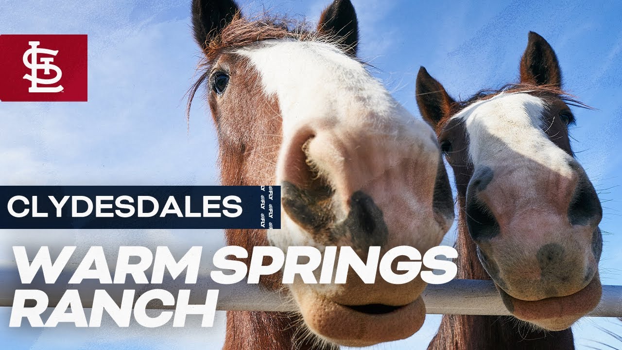 The Budweiser Clydesdales at the Warm Springs Ranch
