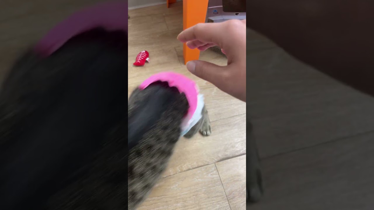 Дело не в характере 😅 #catsoftiktok #cats