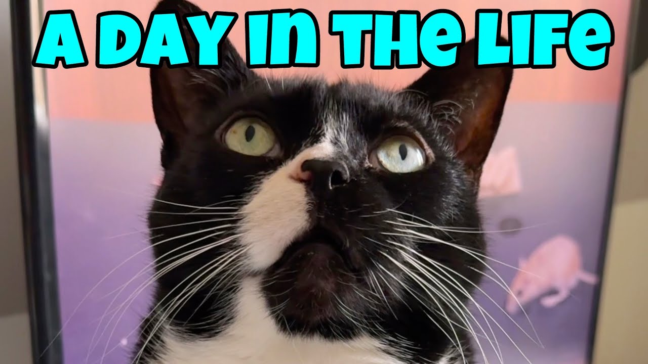 A Day In The Life Of Onyx