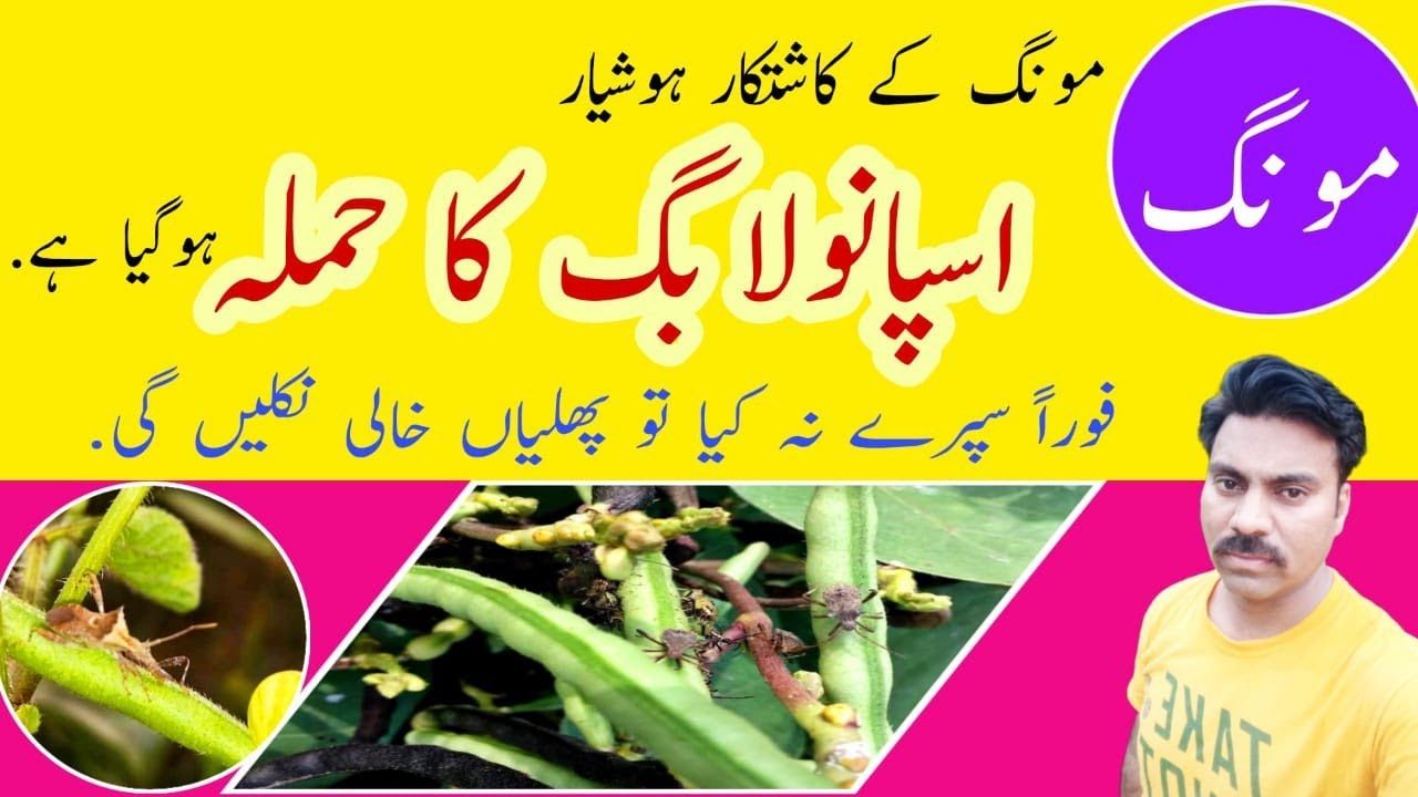 How to control Spinola bug in Mung beans crop | Best spray for Spinola bug | Moong pest Spinola bug