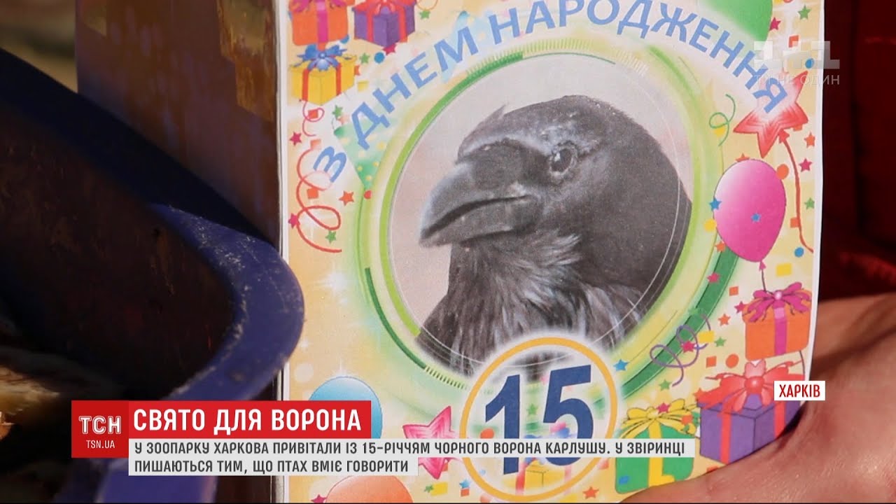 Ворон Карлуша, який уміє говорити, відзначив 15-річчя у зоопарку Харкова