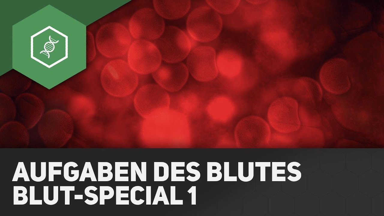 Aufgaben des Blutes - Blut-Special 1
