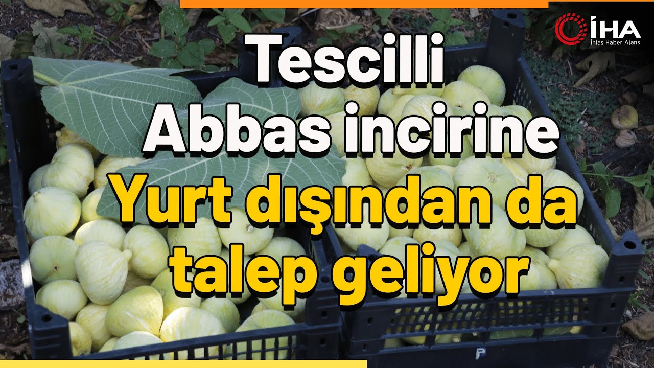 Tescilli Abbas İncirinde Hasat Başladı