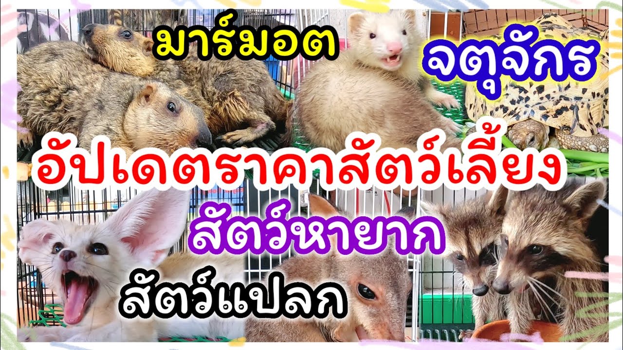 อัปเดตราคาสัตว์เลี้ยง จตุจักร สัตว์หายาก สัตว์แปลก ร้านแม่ภา จัดส่งได้ทุกจังหวัด