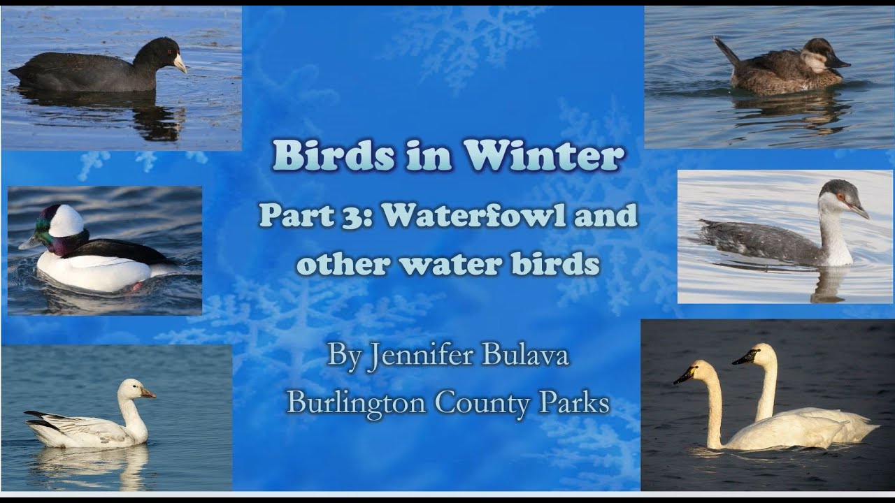Birds in Winter: Waterfowl and other water birds (Part 3)