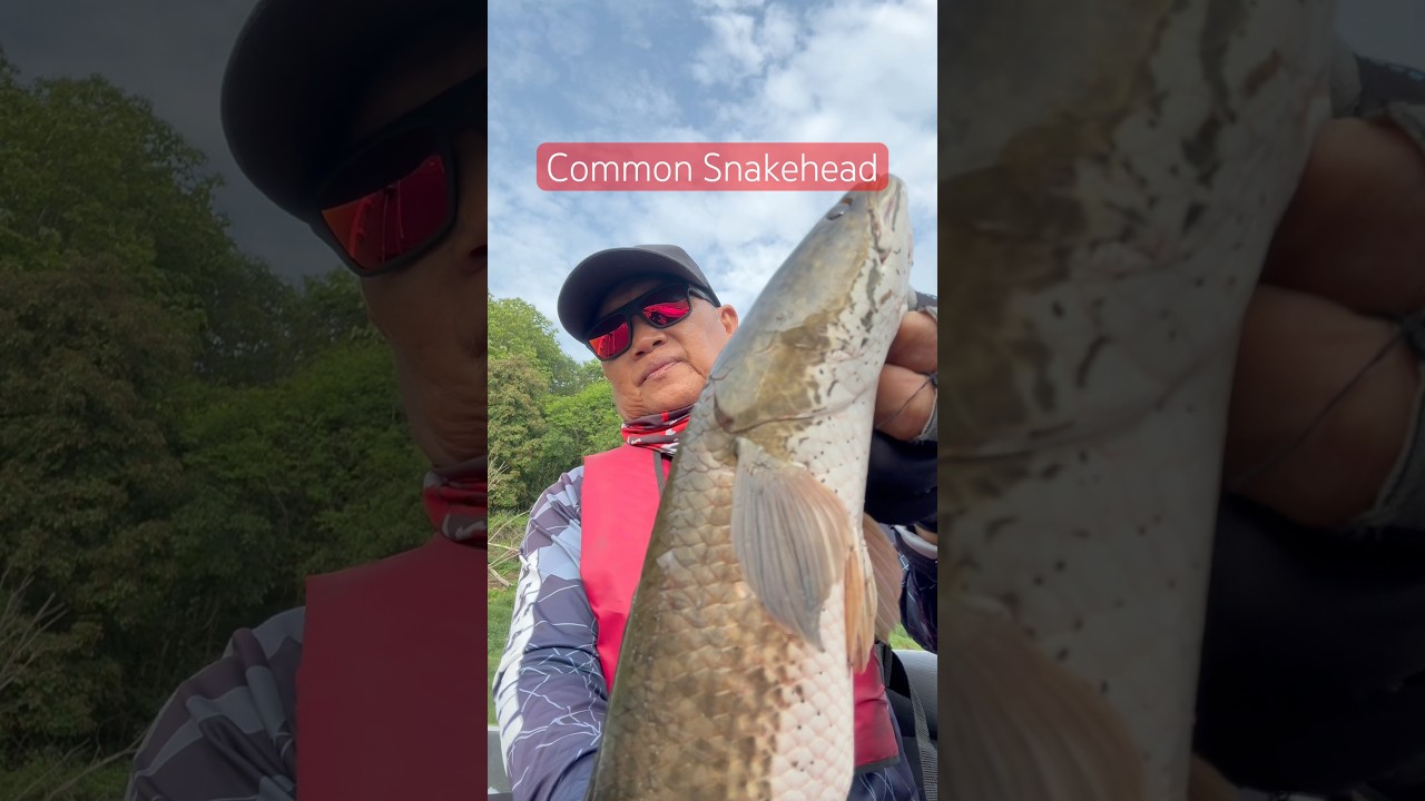 Common snakehead 