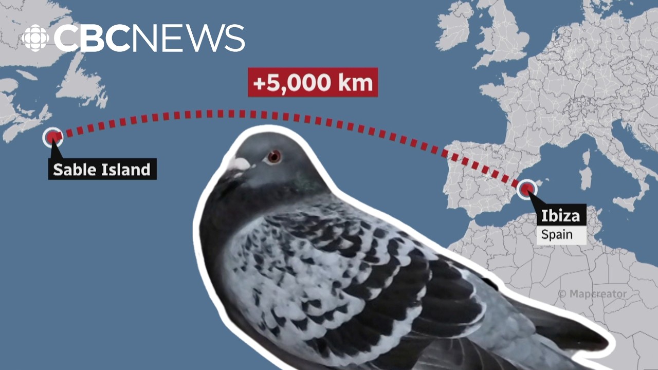 How a racing pigeon flew from Spain to Sable Island