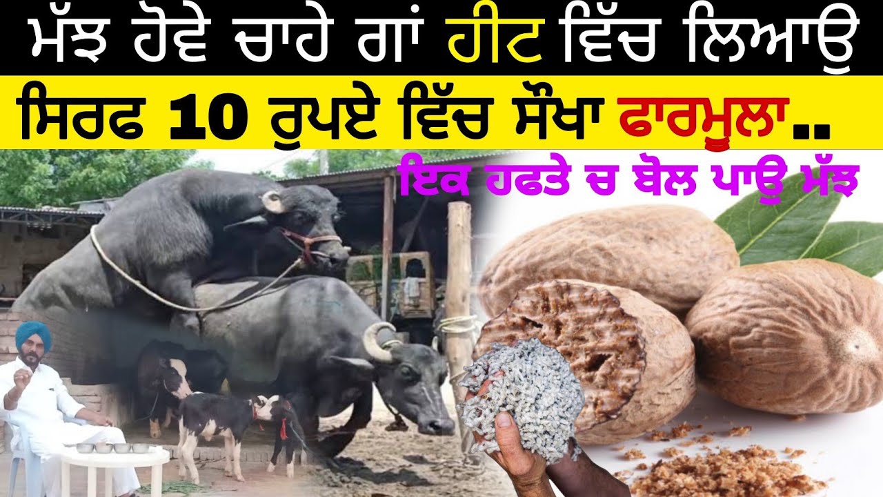 ਮੱਝ ਹੋਵੇ ਚਾਹੇ ਗਾਂ ਹੀਟ ਵਿੱਚ ਲਿਆਉ ।ਸਿਰਫ 10 ਰੁਪਏ ਵਿੱਚ ਸੋਖਾ ਫਾਰਮੂਲਾ। best formula for heat buffalo's