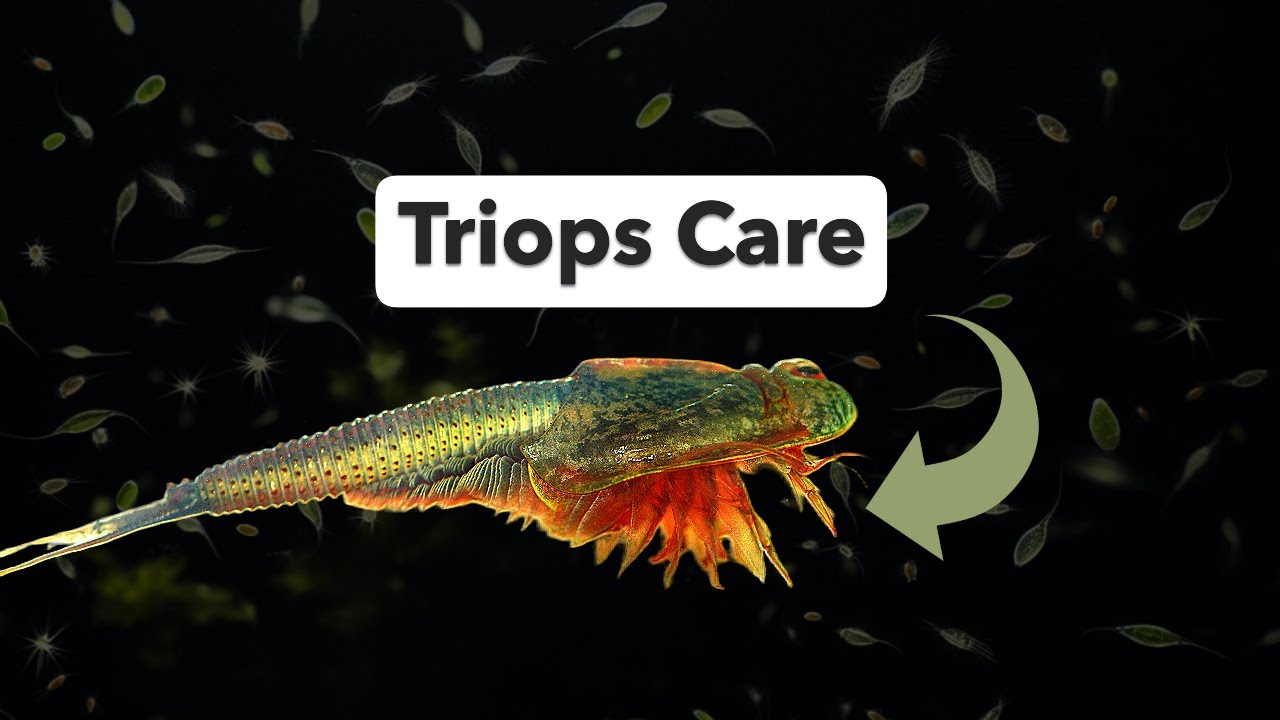 The Ultimate Guide to Triops Care: Hatching to Adult