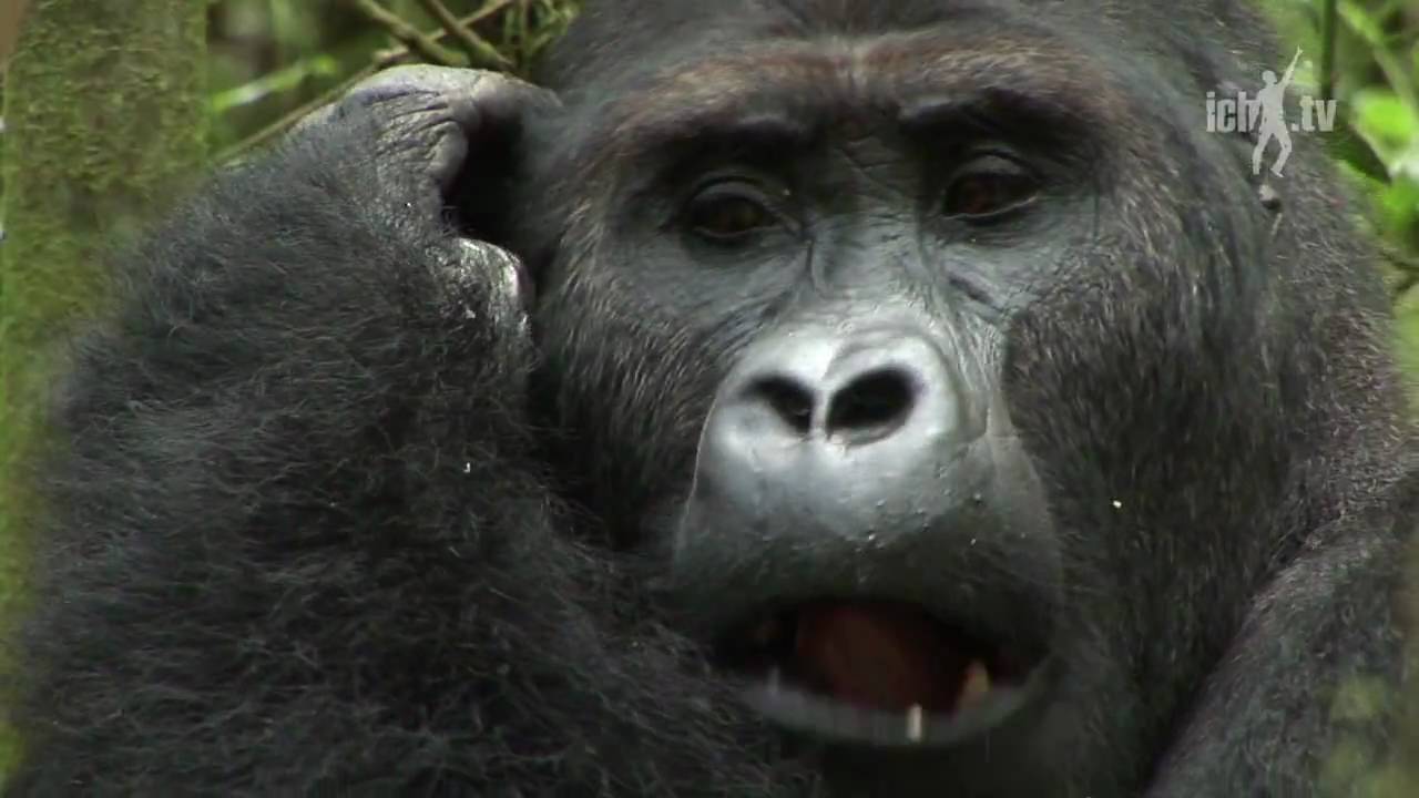 Silverback gorilla Kahuzi-Biéga national park, DR Congo
