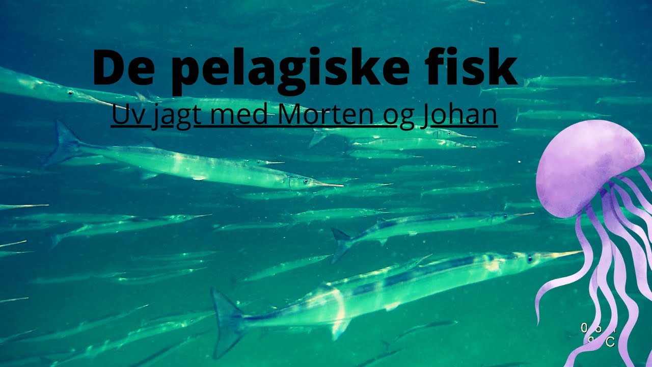 De fritsvømmende fisk | Uv jagt med Morten og Johan | Undervandsjagt på de pelagiske fisk.