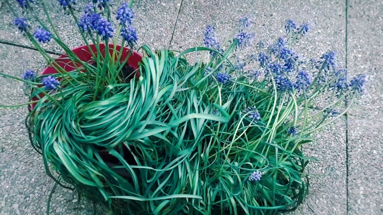 How to Care for Your Grape Hyacinths (Muscari)