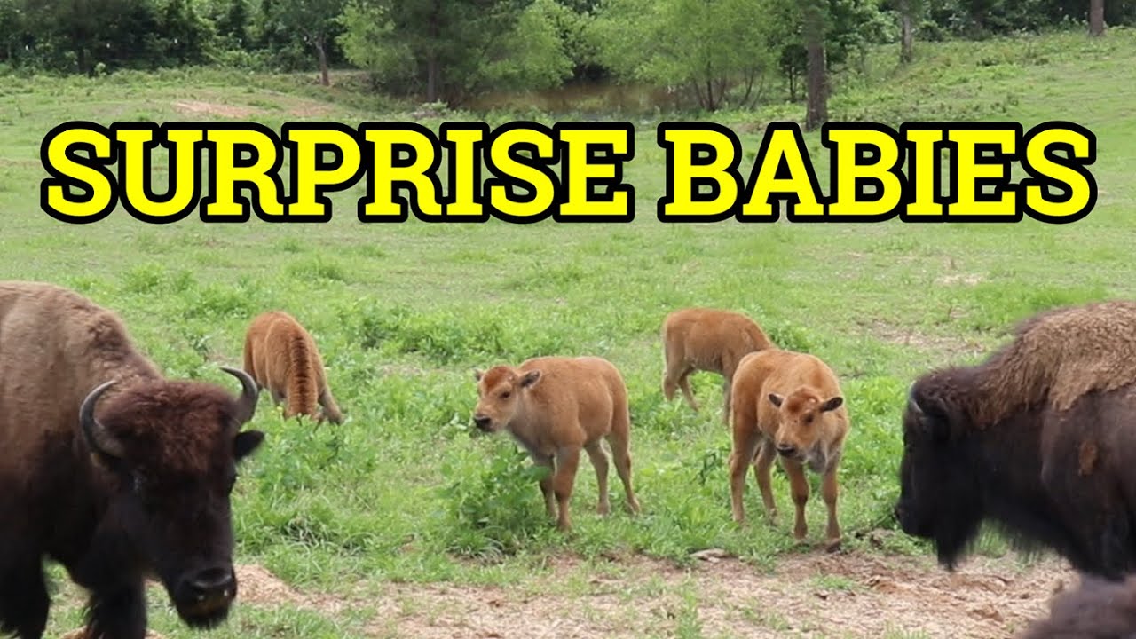 Ep. 86 - Finished the Barbed Wire Fencing for New Pasture | Blackacre Ranch