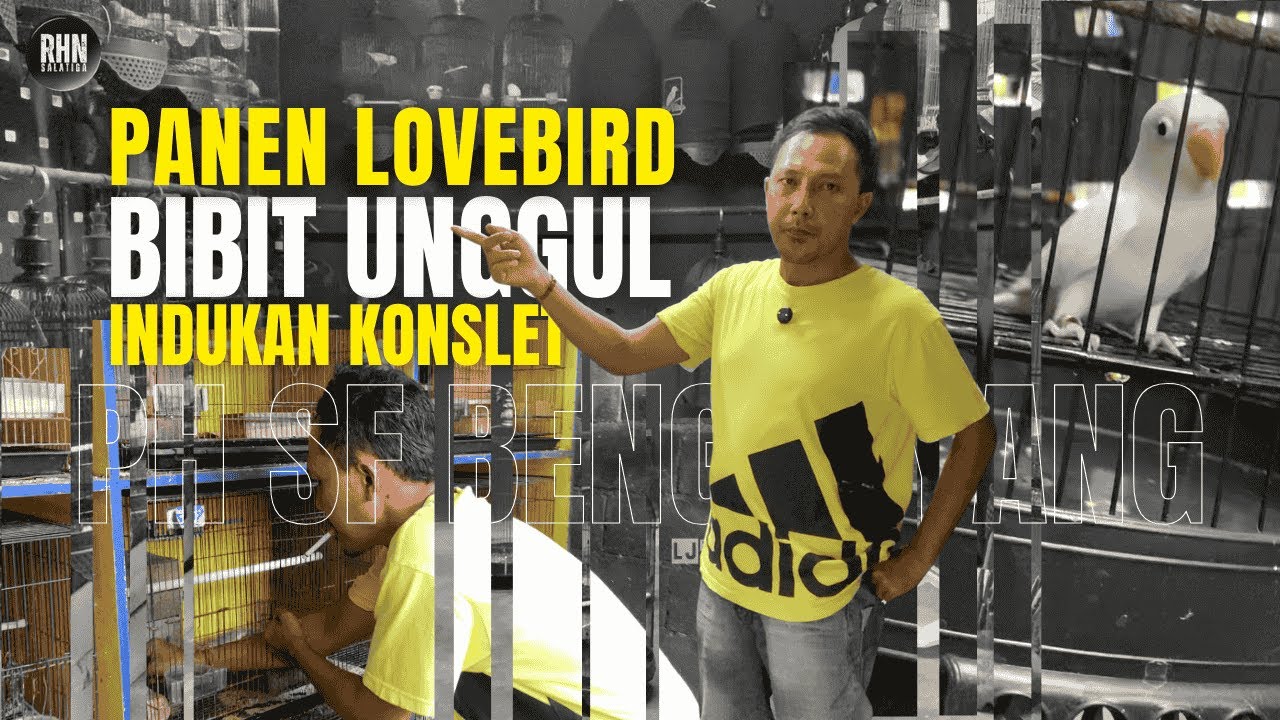 INDUKAN LOVEBIRD KONSLET KELUARKAN ANAKAN KARATER FIGHTER DURASI ? RHN I PH SF BENGHKAYANG