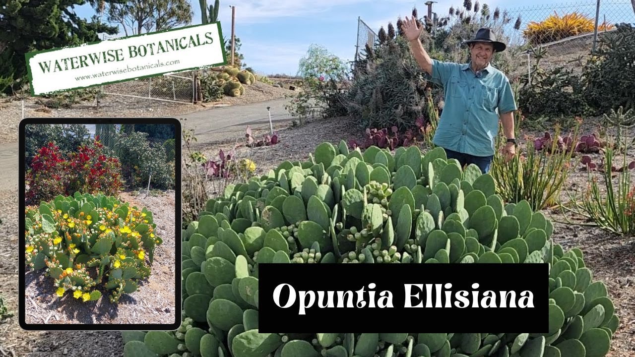 Opuntia Ellisiana &ndash; Thornless Prickly Pear Cactus at Waterwise Botanicals
