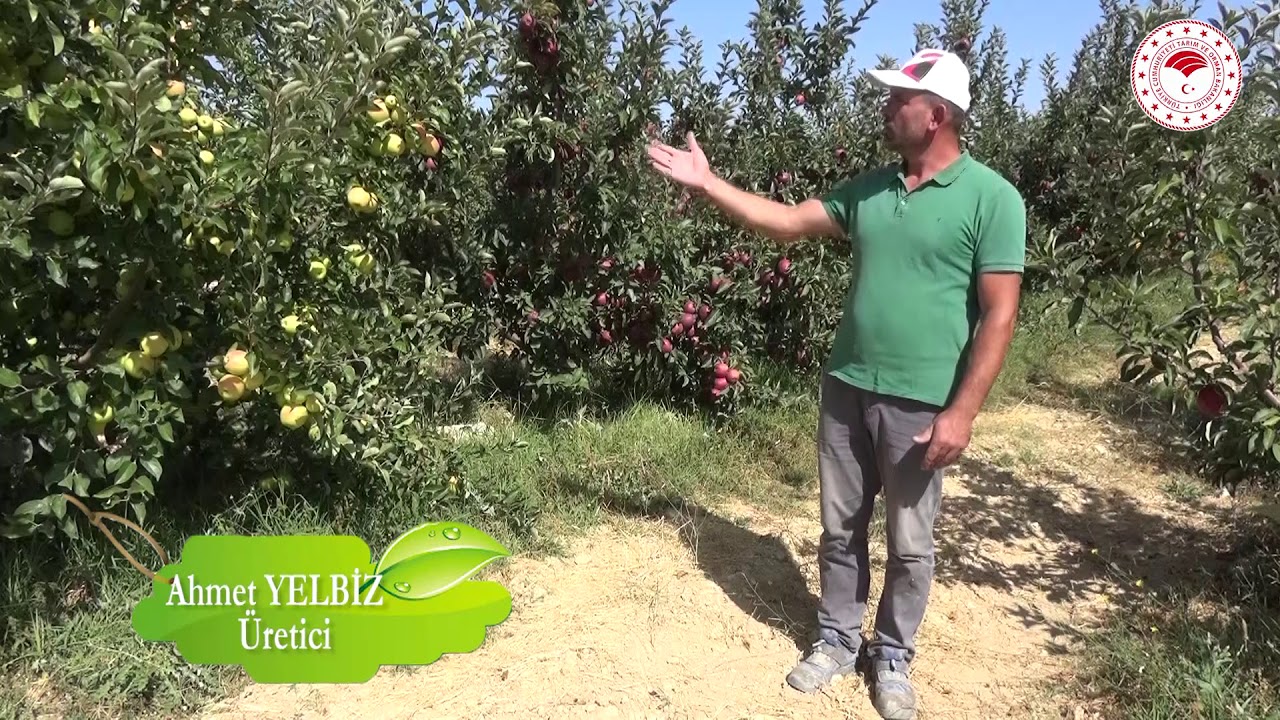 Mersin Gülnar Elma Hasadı