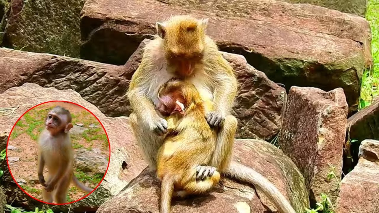 After being released into the wild, this pet clings to any monkey it sees.
