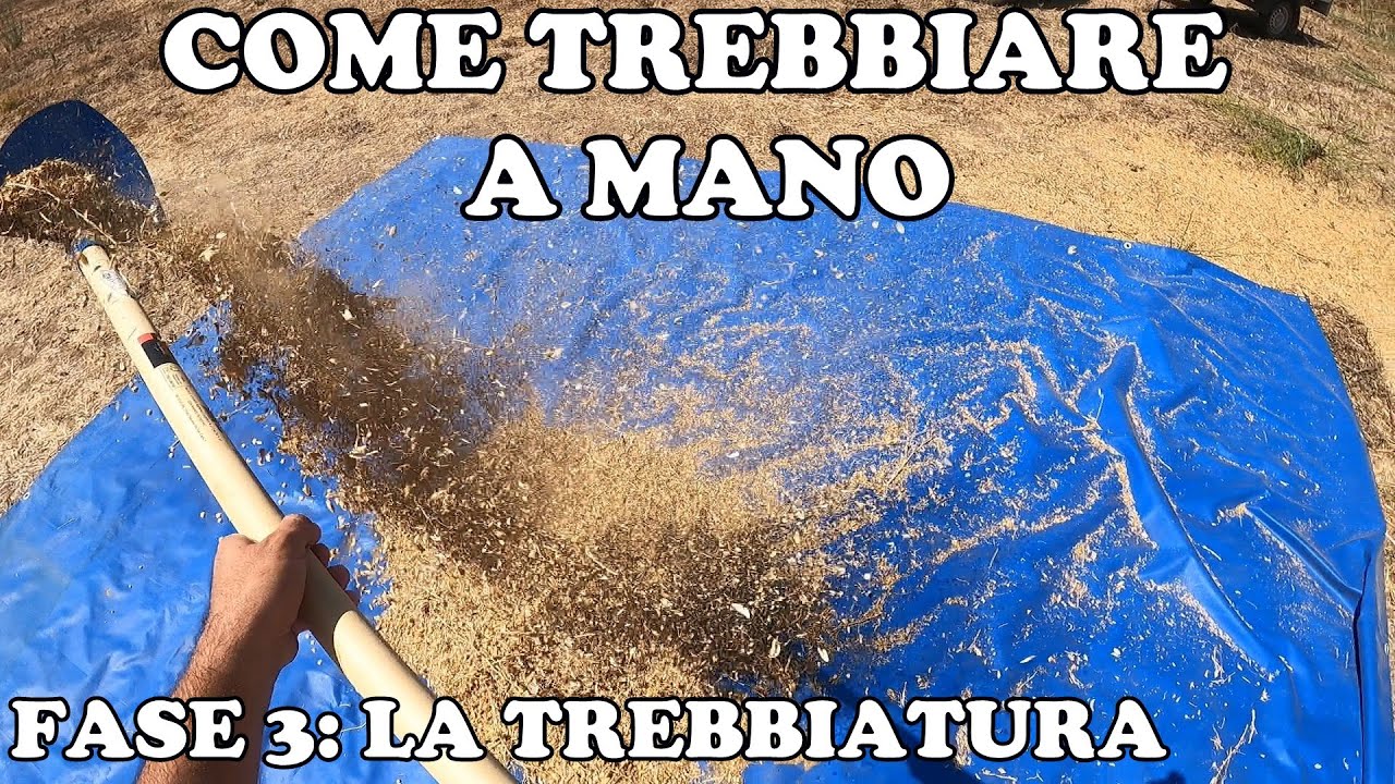 Come Trebbiare a Mano: La Trebbiatura - Parte 3