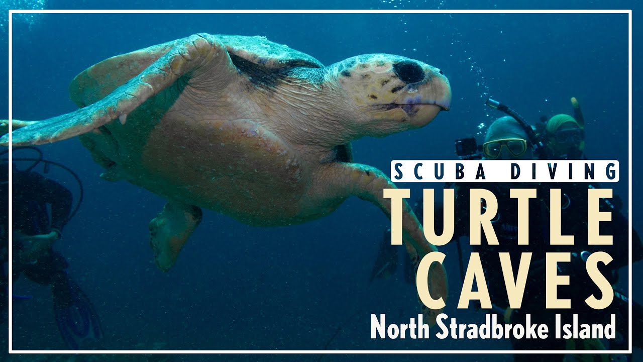 Diving at Turtle Cave (North Stradbroke) with turtles and SHARKS 4K