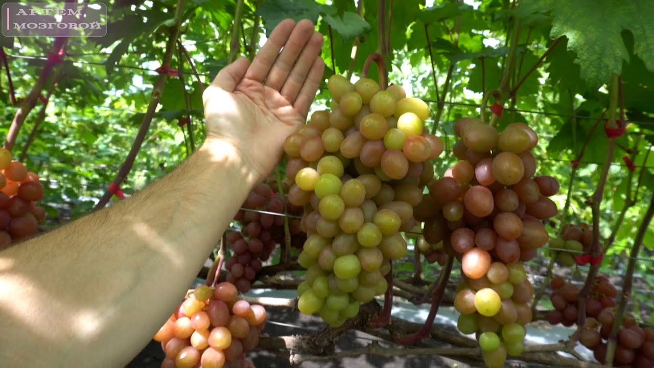 Виноград после дождя.🍇