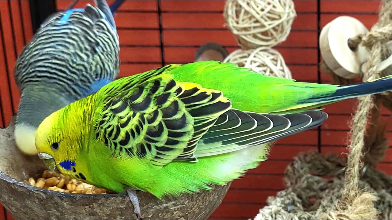 budgie sounds for relaxation