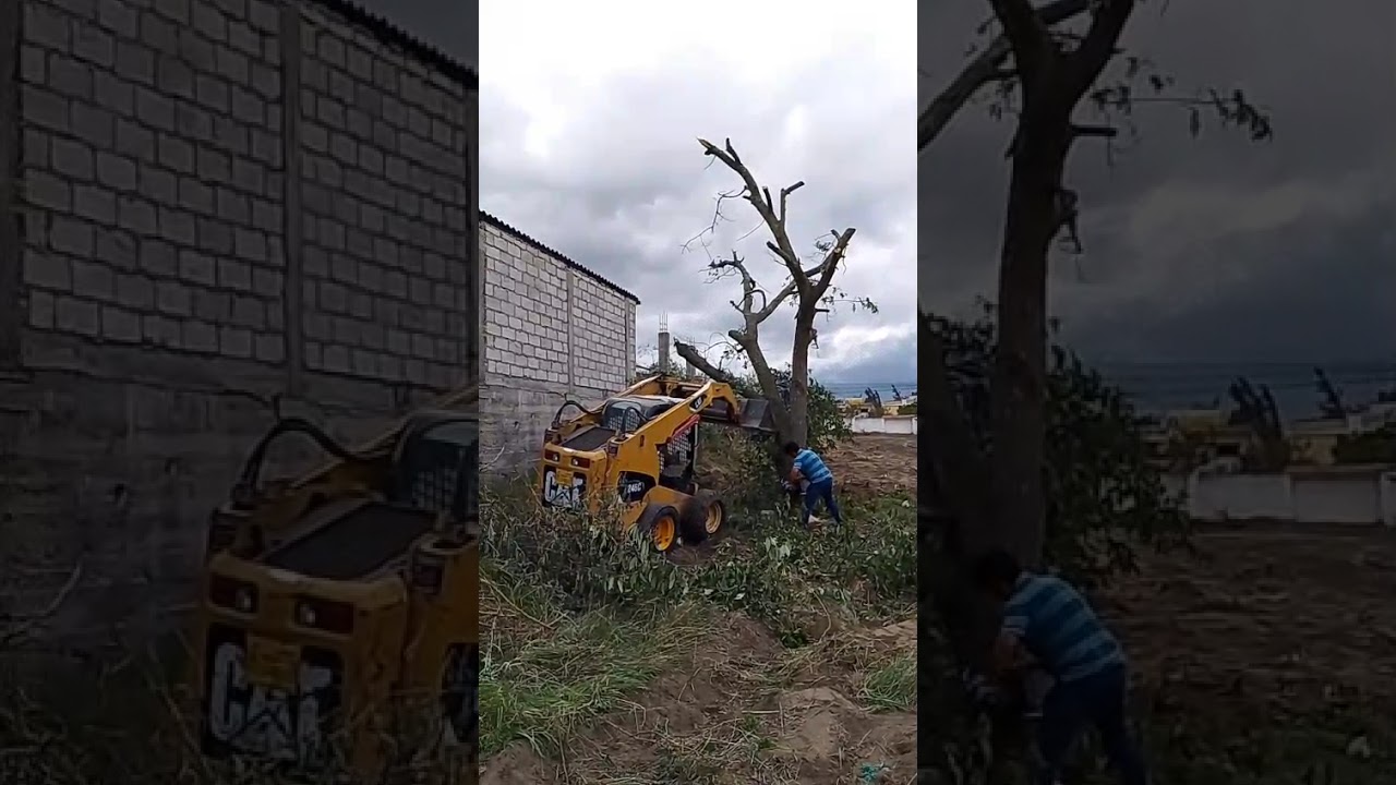 Retiro de árbol con minicargadora y motocierra #excavator