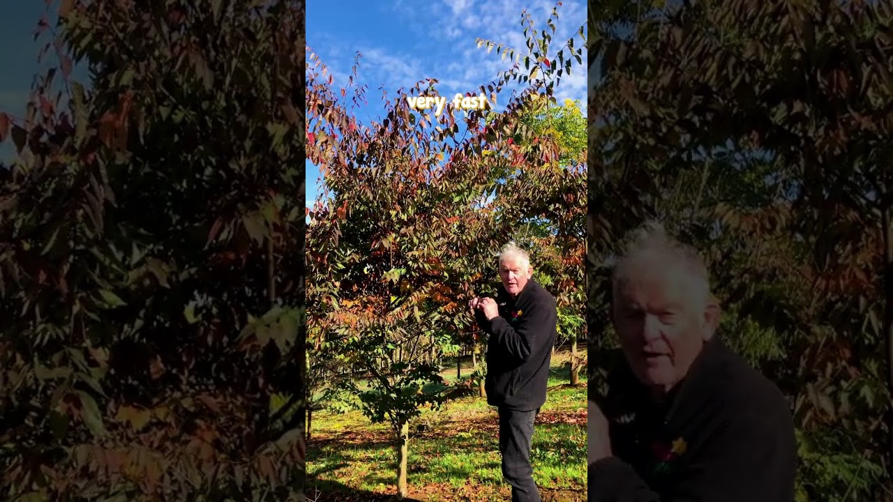 Japanese Elm Looks Delicate But is Actually One of the Toughest Trees