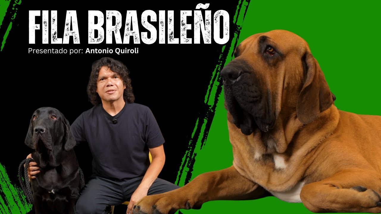 Fila Brasileño...inquebrantablemente leal con su familia, una fiera con los extraños