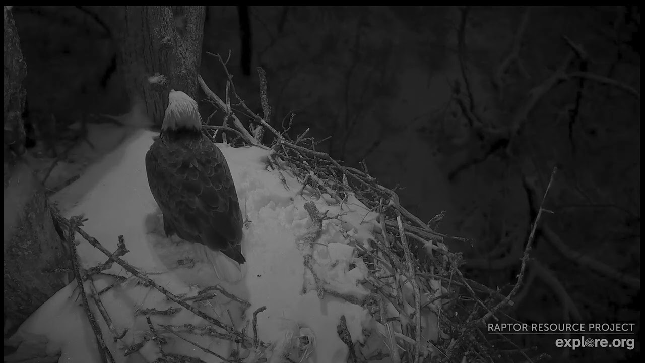 Decorah North Eagles 2-20-26 Mr North to the nest to spoil the snow