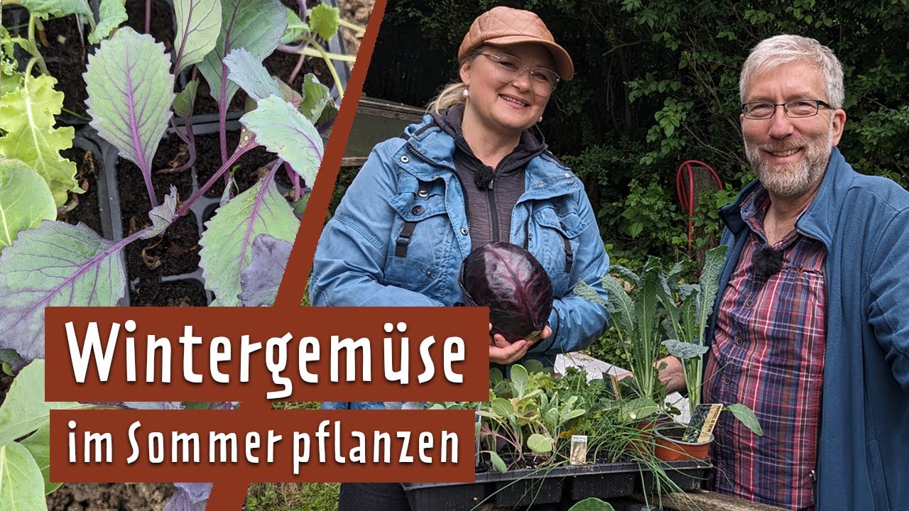 Im Juni pflanzen: Grünkohl, Rosenkohl und anderes Wintergemüse | MDR