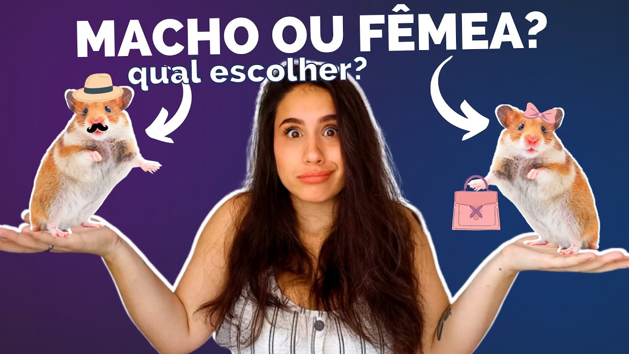 HAMSTER MACHO OU FÊMEA? Como escolher o melhor para você? 🐹