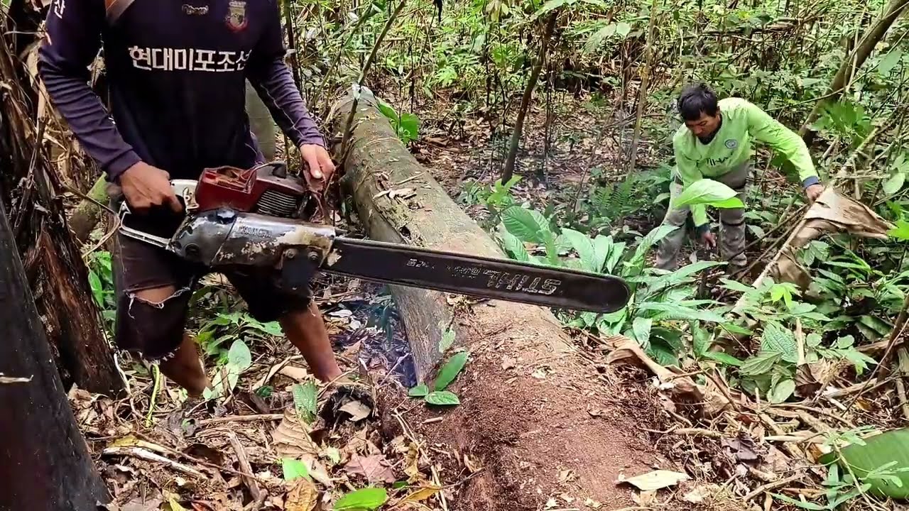 menemukan kayu ulin tumbang brukat.. Kayu jaman dulu