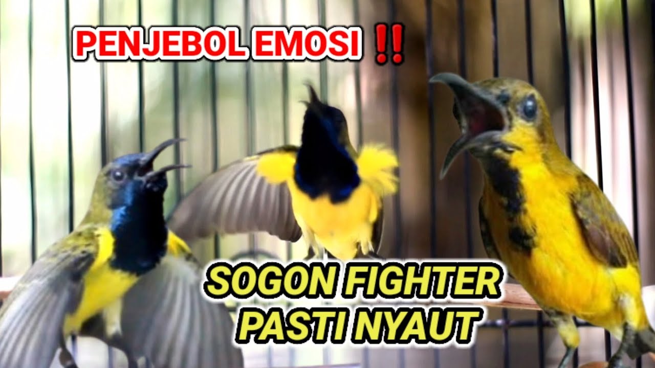 GAK PAKE LAMA ‼ SOGON FIGHTER PASTI NYAUT DENGAR SUARA SOGON INI Langsung nembak