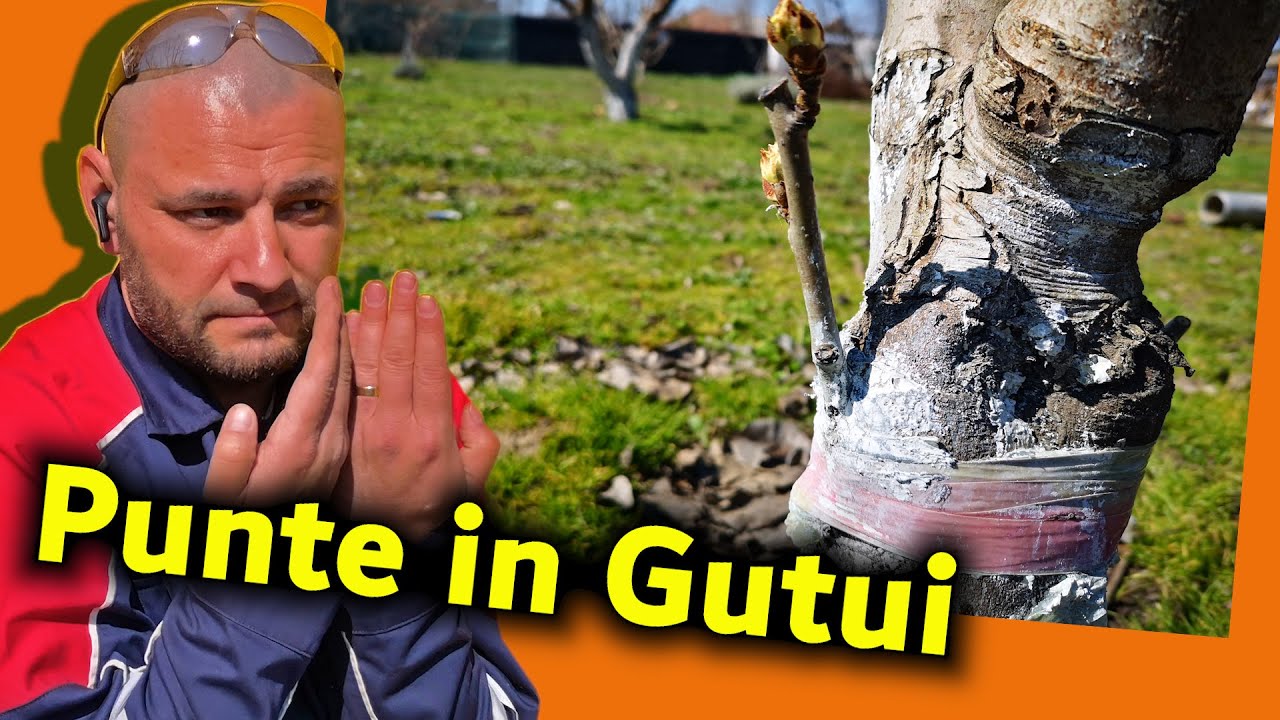 Cum se face Afinitate intre Peri si Gutui 2021
