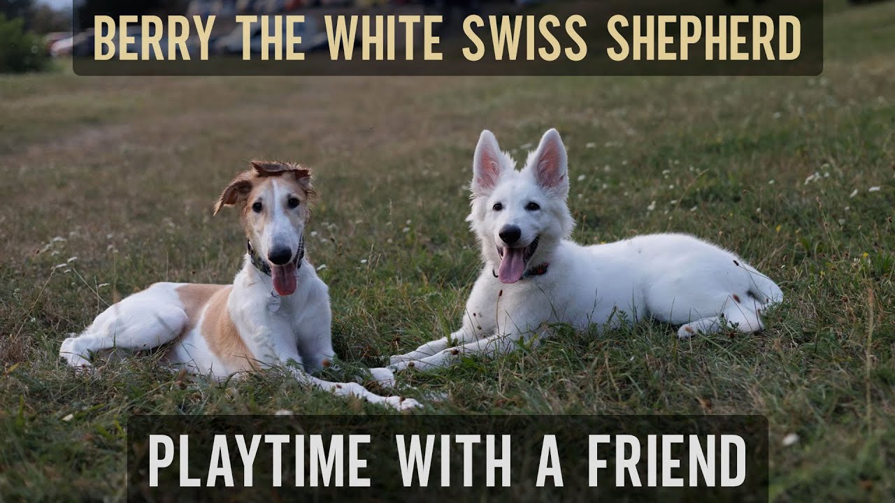Pups at play (A movie from photographs)