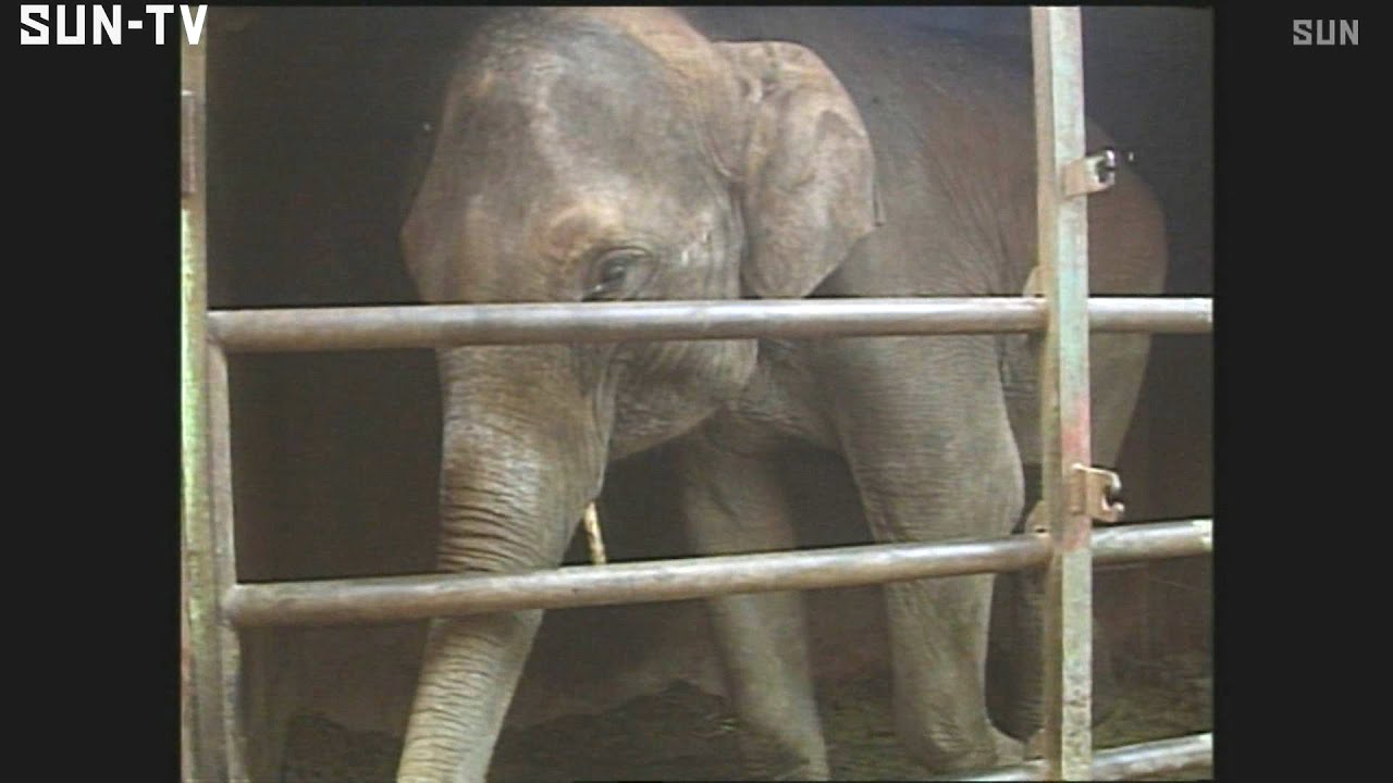 ゾウの「姫子」４３歳で衰弱死　姫路市立動物園のシンボル