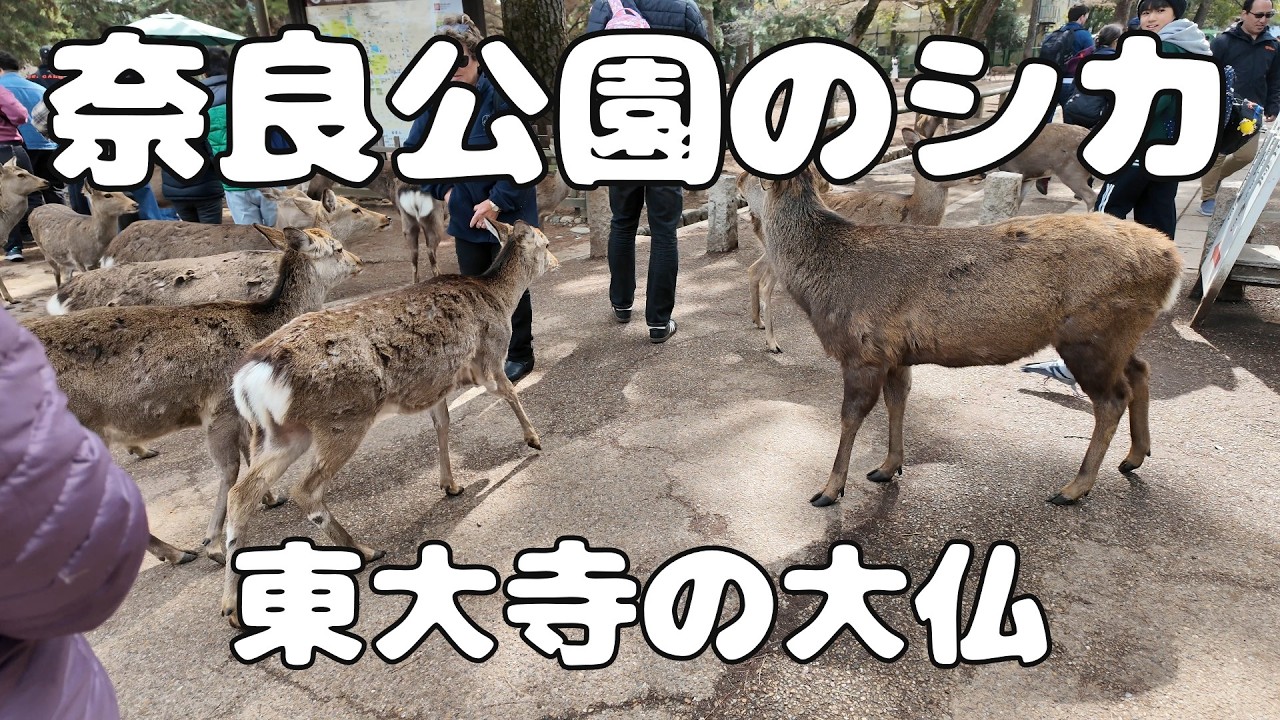 おじぎしたり、せんべいをねだる奈良公園の鹿　東大寺大仏殿　世界遺産