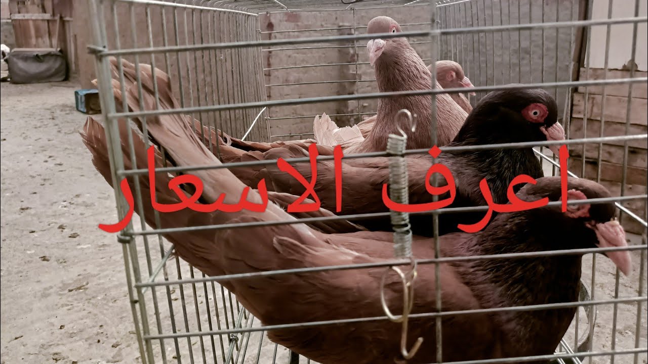 للبيع مجموعه حمام روماني مستويات قويه جدا ❤️ عند عم ابراهيم الشوحه 01111524190#العناني