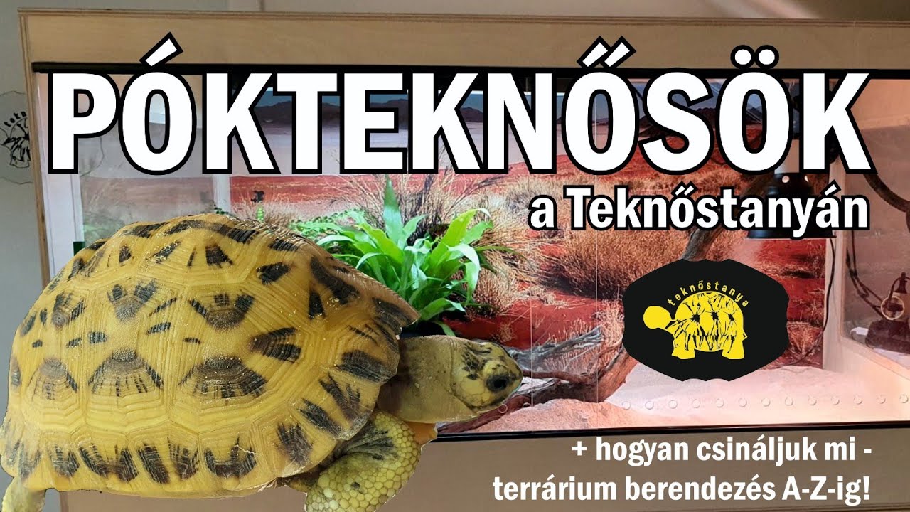 Pókteknősök a teknőstanyán!!!!! + terrárium berendezés A-Z-ig!!!!