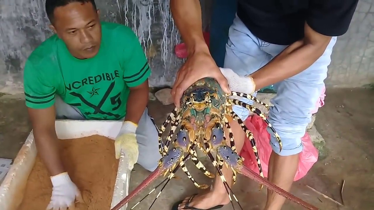 Bisnis LOBSTER.. Cetak DOLLAR & RUPIAH di Belakang Rumah