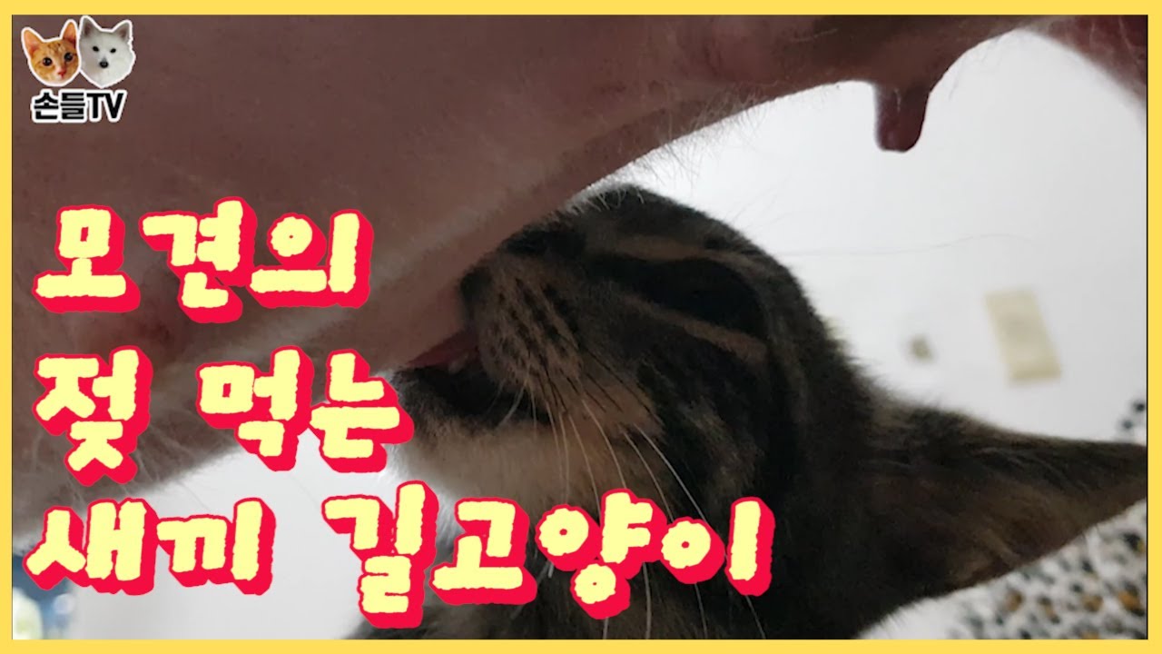 강아지 젖먹는 고양이(새끼길고양이)(미르6편)