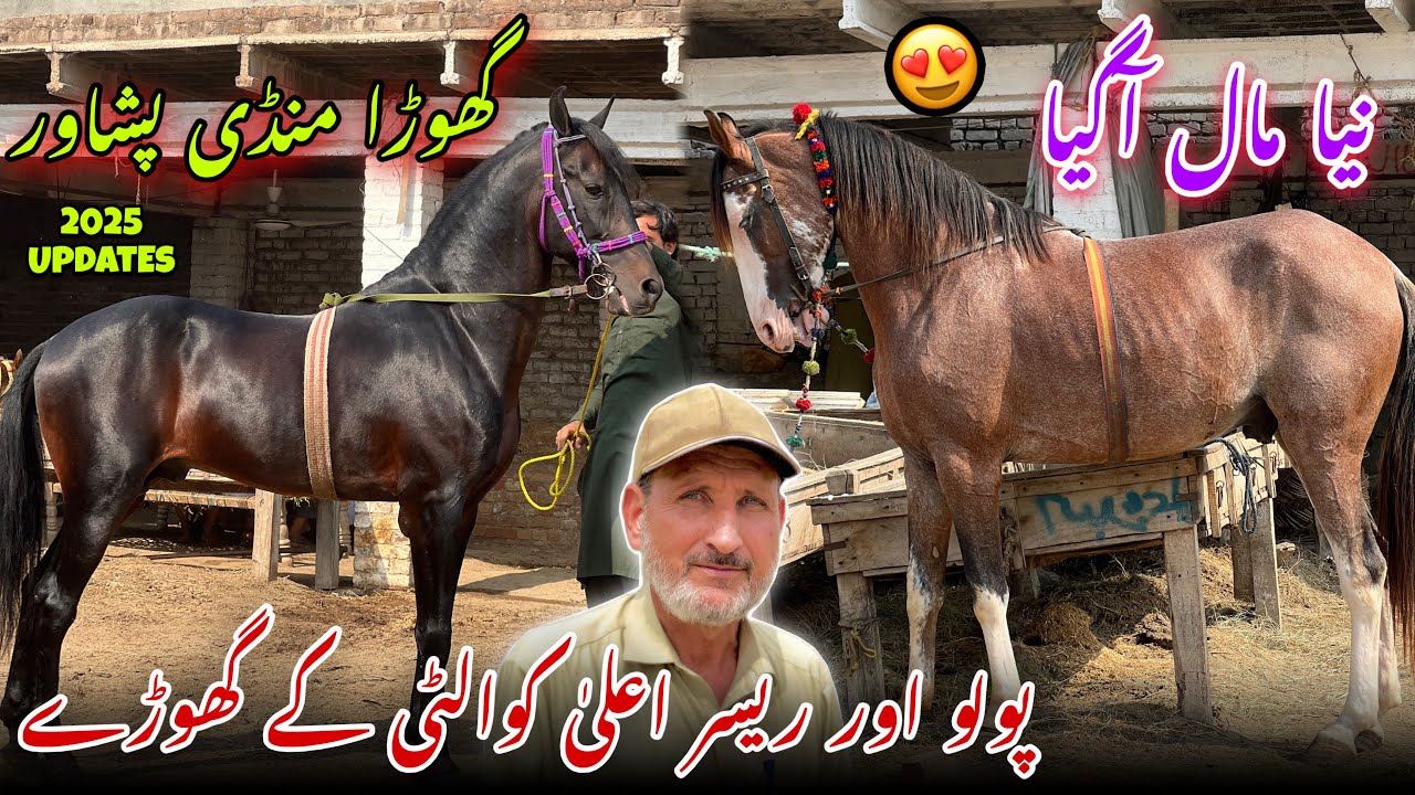 Horse Mandi Peshawar New Updates | New Horses Arrived | Kabli & Desi Horse Price | Khyber Social Tv