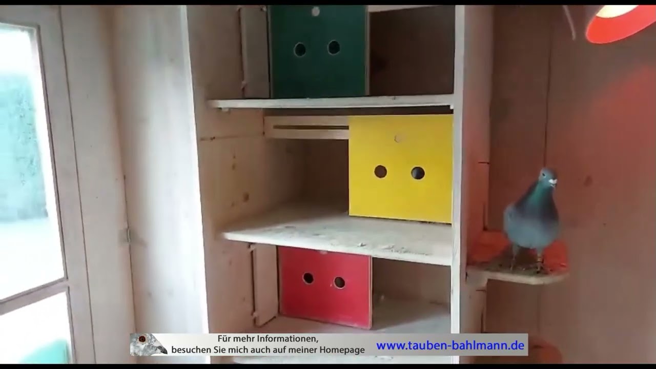 Bahlmann Racing Pigeons 2026